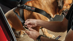 Seat Belts & Harnesses